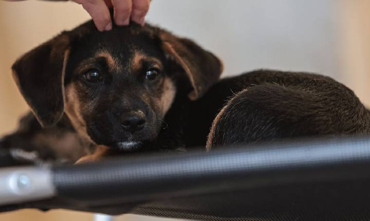 Lei define guarda compartilhada de pets; veja detalhes