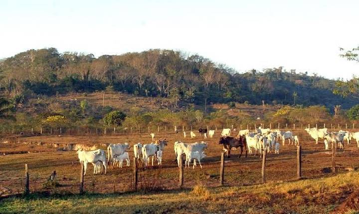 STF mantém lei que limita compra de terras por empresas estrangeiras