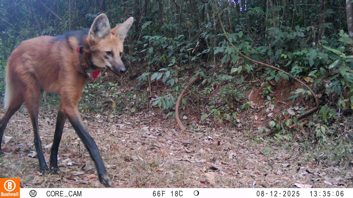 Lobos do Santuário do Caraça se mostram adaptados à presença de visitantes, aponta estudo