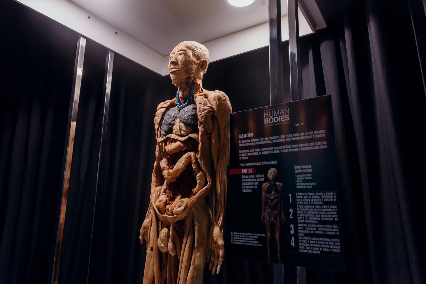 Exposição hiper-realista “Human Bodies – Maravilhas do Corpo Humano” estreia em BH