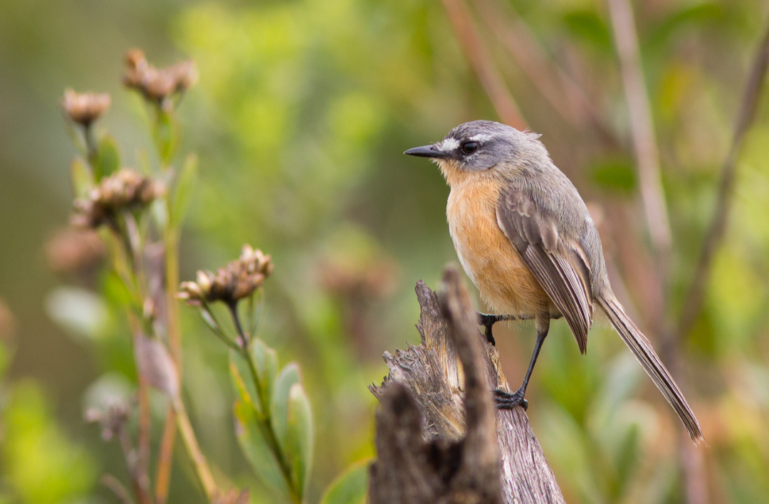 Primavera transforma o Santuário do Caraça em cenário privilegiado para a observação de aves